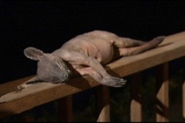 吸血动物卓柏卡布拉长什么样子