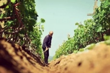 立夏时节的农业管理