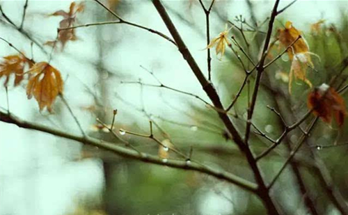 《唐明皇秋夜梧桐雨》