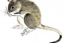 生肖鼠的诗词欣赏