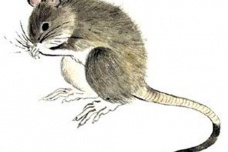 生肖鼠的诗词欣赏