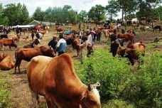 纳西族的七月骡马会