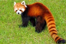 山海经中真实存在的动物九尾狐