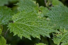 植物的防御武器之谜