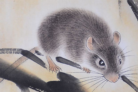 属鼠的性格