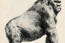 比利猿是真的存在吗