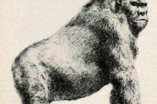 比利猿是真的存在吗