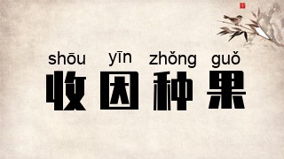 收因种果
