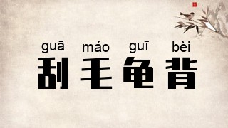 刮毛龟背