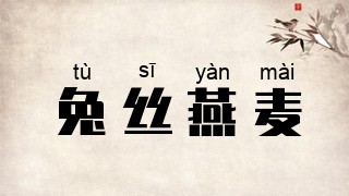 兔丝燕麦