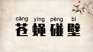 苍蝇碰壁