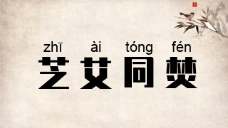 芝艾同焚