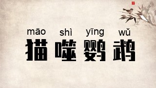 猫噬鹦鹉