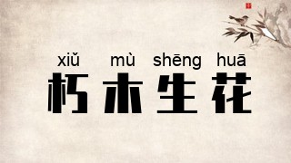 朽木生花