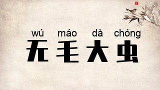无毛大虫