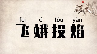 飞蛾投焰