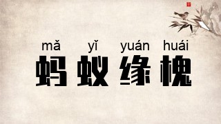 蚂蚁缘槐