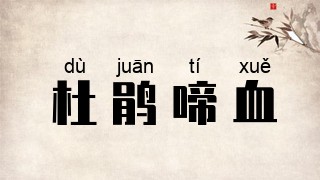 杜鹃啼血