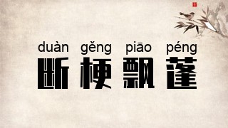 断梗飘蓬