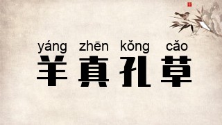 羊真孔草