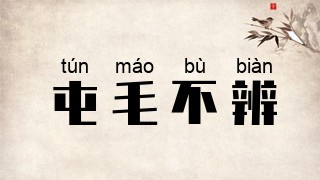 屯毛不辨