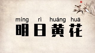 明日黄花