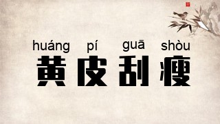 黄皮刮瘦