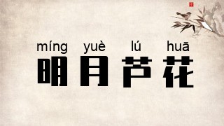 明月芦花