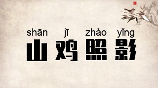 山鸡照影