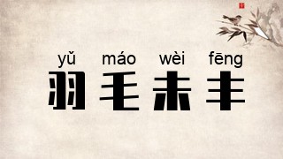 羽毛未丰