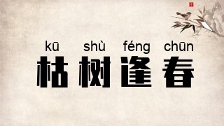 枯树逢春