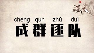 成群逐队